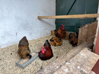 Farmyard Poultry Flock: Vibrant red and brown chickens standing together outside a small rural coop © Curiosity Photos