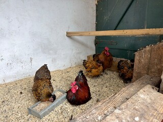 Backyard Chicken Pen: A traditional small coop filled with beautifully colored domestic farm birds © Curiosity Photos