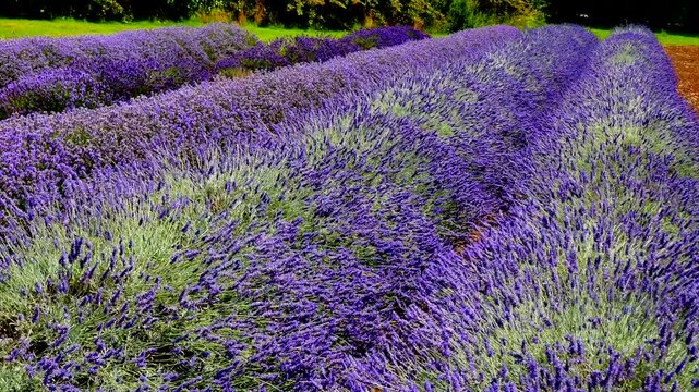 Lavender fiels Snowshill Cotswolds Gloucestershire England UK