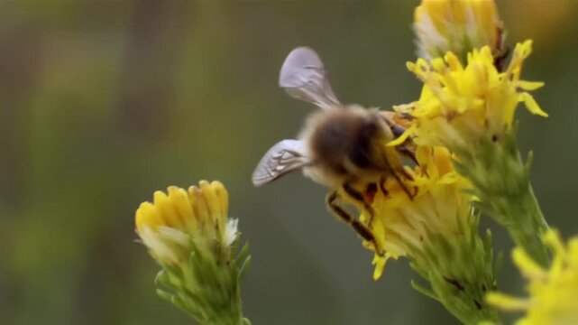 grasshopper claws at prey of honey bee on flower