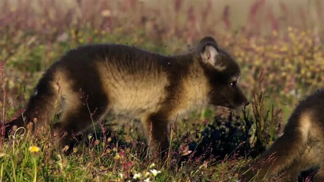 An Arctic fox (Vulpes lagopus) walks surrounded by mosquitoes.