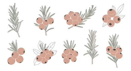 Fototapeta premium Hand Drawn Botanical Illustration Set with Autumn Berries and Sage Green Foliage for Organic Design