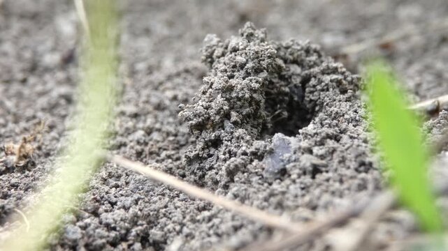 Small black ants Lasius niger gathering on sandy crater anthill entrance, close-up, soft light. Intricacy and survival instinct.