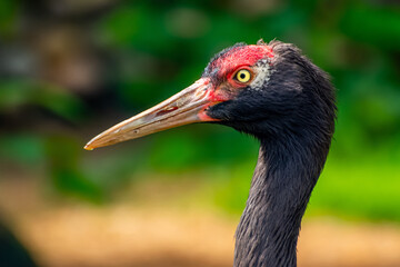 Obraz premium Portrait of black necked crane close up