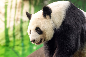 Obraz premium Giant panda portrait close up outdoors