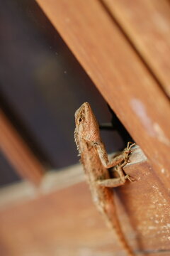 Close-up of a vibrant garden lizard resting on a sunny home window sill.Oriental garden lizard (Calotes versicolor)