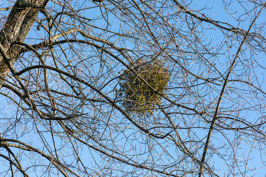 Mistletoe Growing on Bare Tree Branch Against Blue Winter Sky