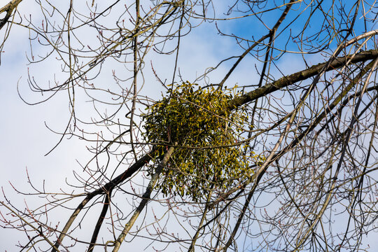 Mistletoe Growing on Bare Tree Branch Against Blue Winter Sky