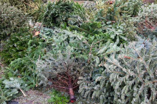 Christmas Tree Drop Off Location for After Christmas Recycling