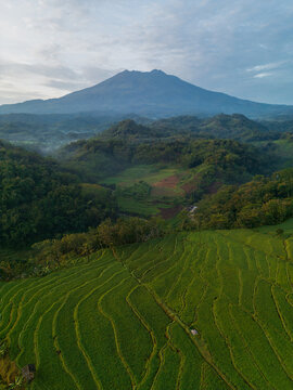 Aerial view of lush green rice terraces nestled in the valley with a majestic mountain peak in the background under a soft morning sky in Sragen Regency, Central Java, Indonesia.