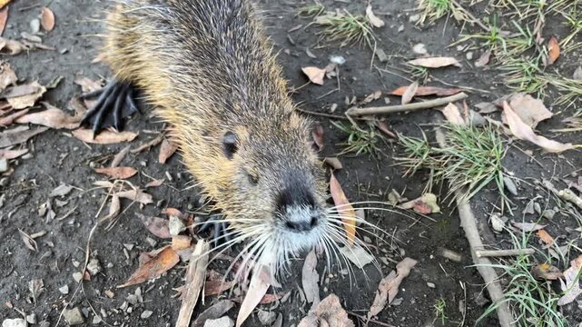 Nutria cautiously approaches, orange teeth, nutria raises its head and sniffs, long whiskers of the nutria, close up paw of a coypus, rodent curiously approaches a human, friendly Myocastor coypus