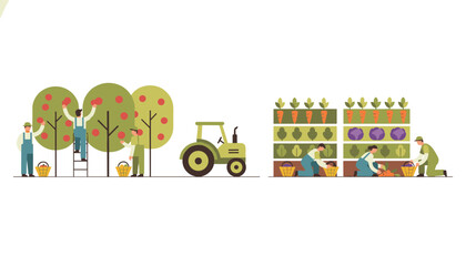 Naklejka premium Farmers working in an orchard harvesting apples and in a vegetable garden picking carrots and cabbage, supported by a green farm tractor.