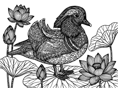 Mandarin duck with lotus flowers and leaves, intricate zentangle style coloring page for adults