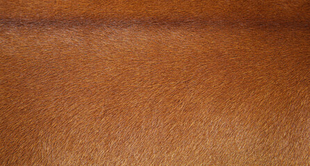 Natural brown animal hair texture for abstract background. © bancha