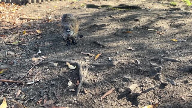 Nutria cautiously approaches, nutria raises its head and sniffs, long whiskers of the nutria, paw of a coypus, rodent curiously approaches a human, friendly Myocastor coypus, orange teeth