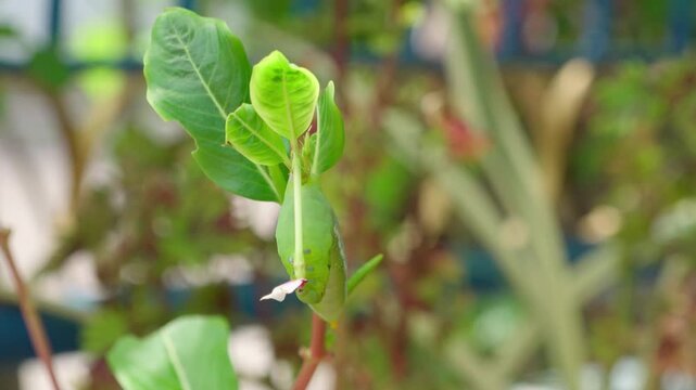 Timelapse of a green hawk moth caterpillar feeding on a flower in a garden at midday in Thailand.