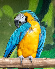 Fototapeta premium Blue and yellow macaw parrot sitting on perch