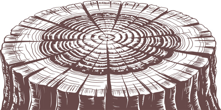 Brown tree stump, wooden cross-section, tree ring illustration, stump texture