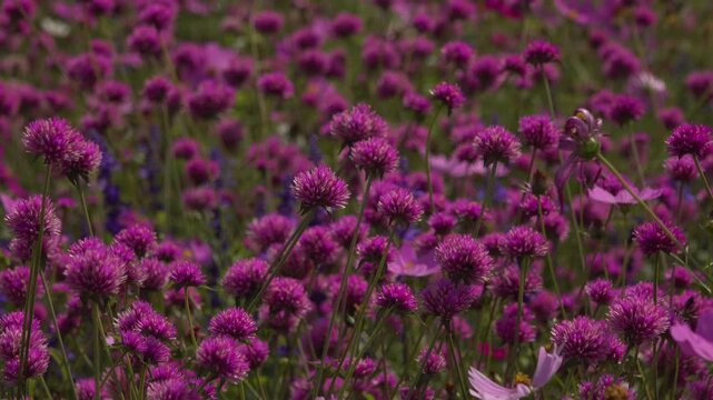 Purple globe amaranth field racks into focus and zooms out on a flower farm in Thailand.