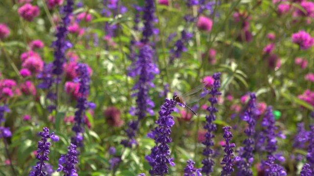 Purple salvia and pink globe amaranth sway as a dragonfly briefly lands on a flower farm in Thailand.