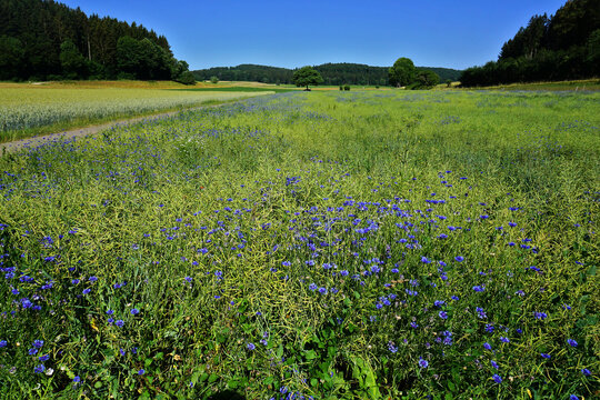 Kornblumen-Feld auf der Schw&auml;bischen Alb bei St. Johann; Baden W&uuml;rttemberg; Deutschland