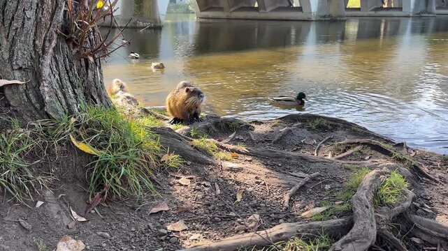Nutria sit on the bank next to a river, mallards swim in the river, a nutria goes into the river, nutrias sit in the sun, shiny brown fur, long whiskers of the nutria, rodents, Myocastor coypus