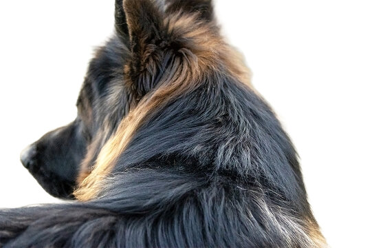 Long-haired German Shepherd Looking Back. Isolated