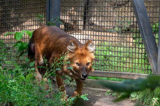Dhole asiatic wild dog walking in enclosure