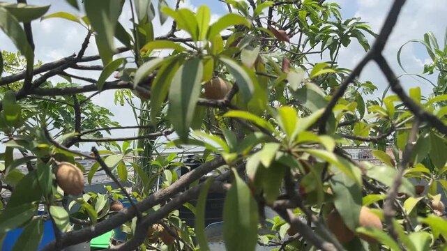 Sapodilla Fruits Growing on Tree Branch in Natural Garden Under Sunlight