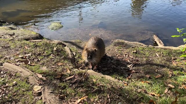Nutria cautiously approaches and then retreats, nutria sniffs, orange teeth, rodent, long whiskers of the nutria, paw of a nutria, rodent curiously approaches a human, friendly Myocastor coypus