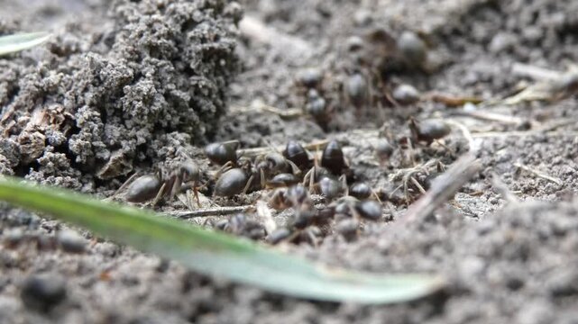 Small black ants Lasius niger digging a tunnel in dark soil by grass blade, close-up, soft light. Teamwork and interconnectivity.