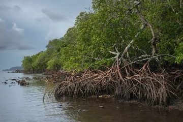 Coastal mangrove forest with dense aerial root system exposed during low tide along a tropical shoreline beneath dramatic clouds. © Vladimir