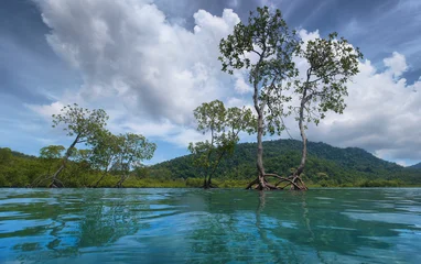Water-level view of mangrove trees rooted in shallow tropical coastal waters with lush rainforest and dramatic cloud formations in the background. © Vladimir