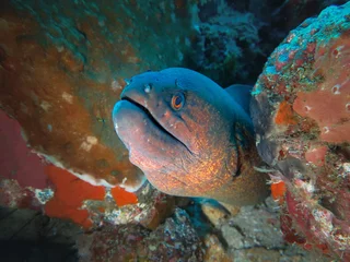 Portrait of a The yellow-edged moray (Gymnothorax flavimarginatus) emerging from a rocky coral reef crevice on a tropical reef. © Vladimir