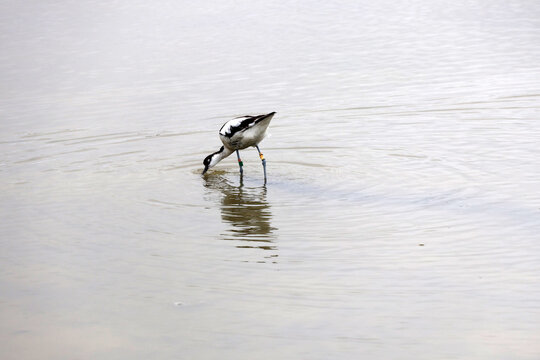 une avocette &agrave; la p&egrave;che