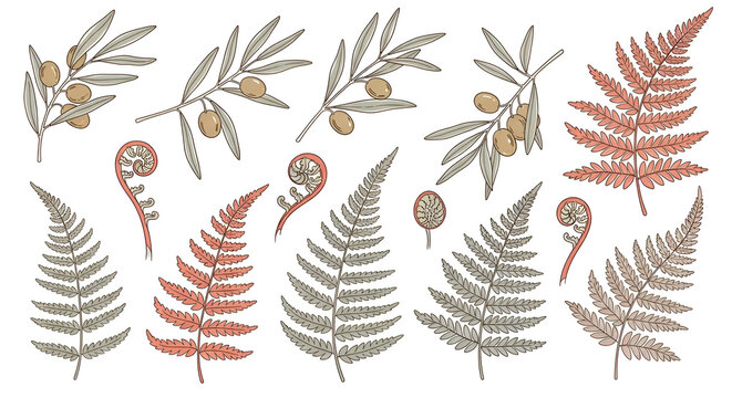 Hand-drawn vintage floral collection with fern fronds and olive branches in terracotta and sage earthy tones for botanical design patterns