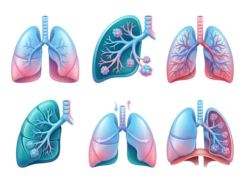 Human lung anatomy icons featuring detailed respiratory system structures including healthy organs and microscopic alveoli sections presented in a clean professional medical collection set isolated as