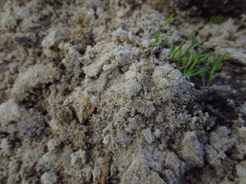 Close-up texture of sandy soil with small green grass sprouts. Natural background for environmental conservation concepts, gardening projects, agriculture and commercial design.