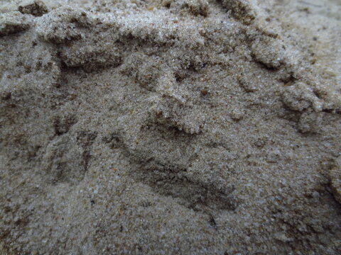 Close-up texture of wet natural sand with rough grains. Neutral abstract background for building industry materials, beach travel themes, cosmetics packaging and banners.