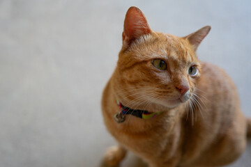 Side profile portrait of a domestic orange ginger tabby cat wearing a collar. © Gunnersx