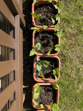 Vertical shot taken from above looking down on a row of flower pots containing compost and runner bean seedlings