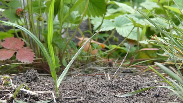 Small black ants Lasius niger colony interacting at base of green grass stalks, medium shot, soft light. Connection and interdependence.