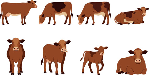 Brown Dairy Cow Breed Character Mascot Collection Vector with Diverse Poses Including Standing Grazing Chewing Grass Lying Down and Cute Calf Elements © MdAsad