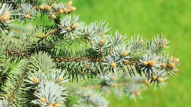 Close-up view of blue spruce tree branches showcasing fresh, yellow-green new growth tips against a vibrant green blurred background.