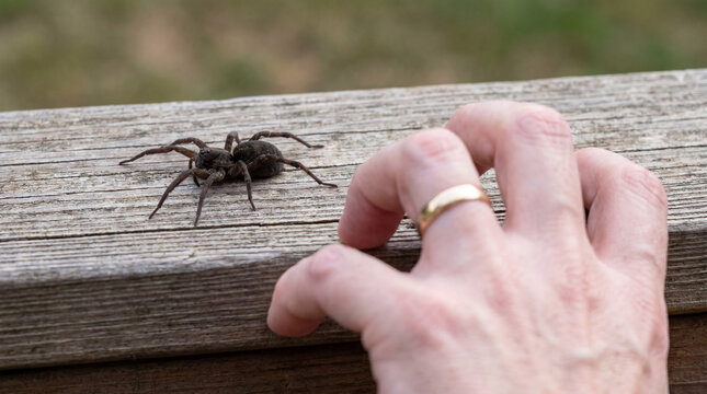 Hand hesitantly approaching a wolfspider perched on an aged wooden railing, expressing fear