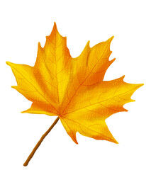 Fototapeta premium autumn maple leaf