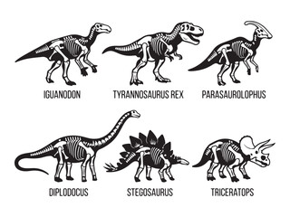 Set of dinosaur skeleton illustrations with names including Tyrannosaurus Rex and Stegosaurus © MD