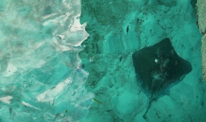 stingray in water © Zanxer