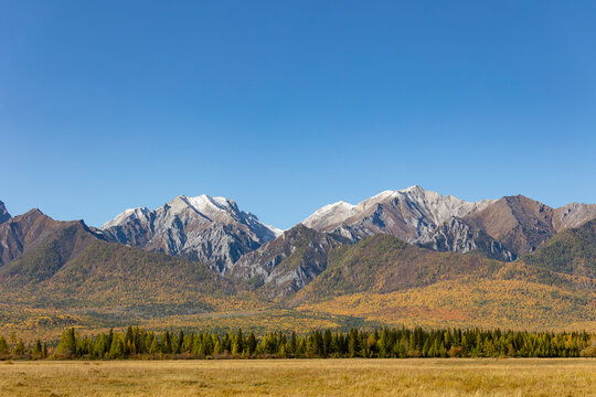 A beautiful  forest  against a backdrop of snow-capped mountains. Tunka Valley. Buryatia, Russia