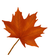 Fototapeta premium autumn maple leaf